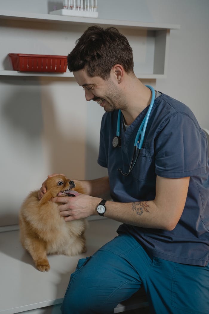 Smiling veterinarian examines a Pomeranian dog during a checkup in a veterinary clinic.